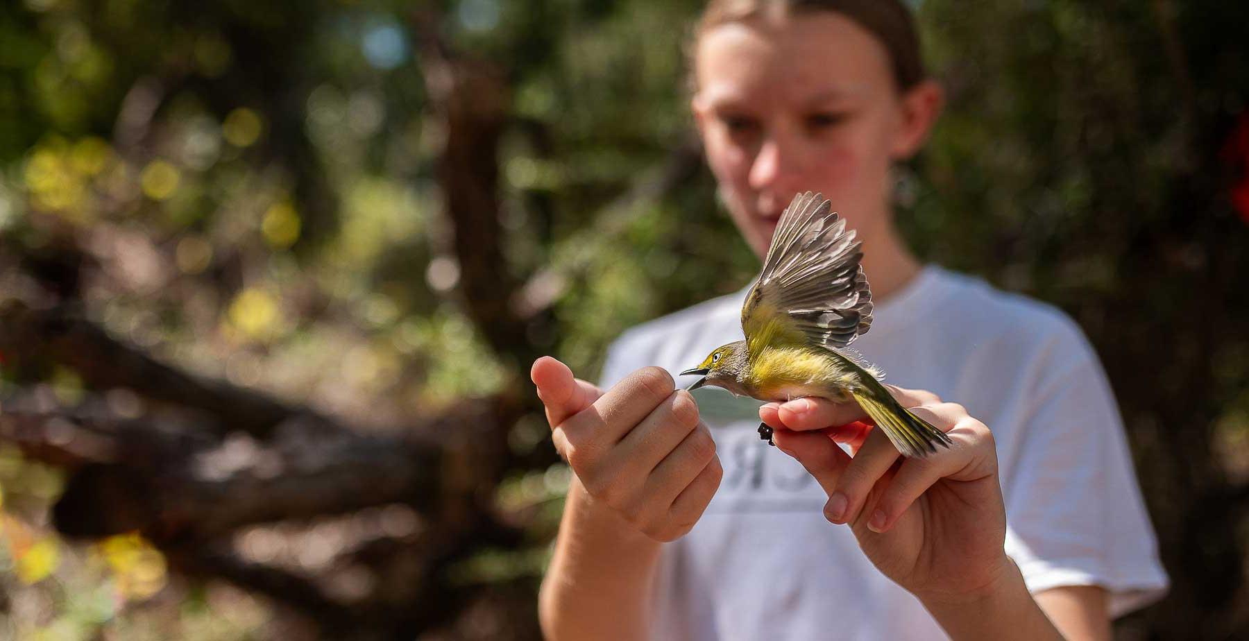 Newly tagged during a public banding event at Fort Morgan in Baldwin County, Alabama, a white-eyed vireo impatiently awaits release to continue its fall migration.  data-lightbox='featured'